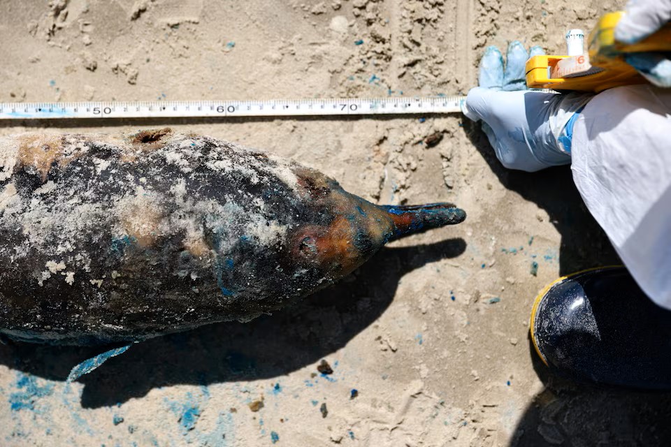 photo:a dead porpoise on the coast of the Atlantic Ocean, during an outbreak of Bird Flu